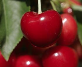 Argentine cherries