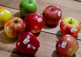 South Tyrol apples PGI