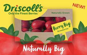 Driscolls Berry Big Strawberry