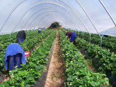 Unite plans labour assault on fresh produce industry