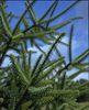 The trend this season is for large trees, reports the BCTGA