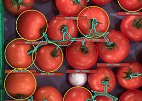 Clarifruit tomatoes