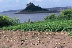 Potato industry on alert as new blight strain reaches UK