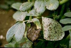 Bean growers must beware 'chocolate spot'