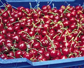 Turkish cherries