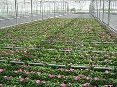 Ornamentals growers suffer the cold