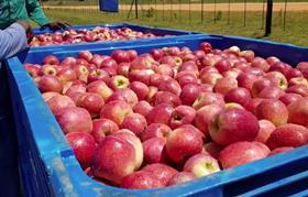 Solar range of full red apples South Africa