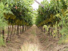 Price barrier to organic growth