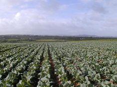 Cornish veg lines weather cold snap to face stiff competition