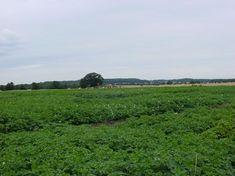 Land more important than ever, says NFU