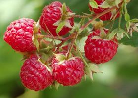 Special Fruit raspberries