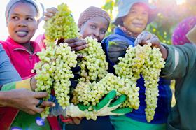 Grape farm workers