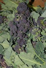 Purple sprouting broccoli arrives
