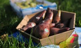 belgian red conference pears