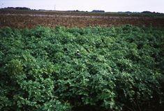 LEAF grower calls for intelligent pesticide use