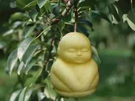 Buddha pear