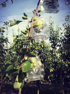 buddha shape pear on the tree