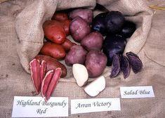 Solanum and Waitrose onto World Cup winner