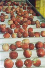 Kentish peaches could be the norm by the end of this century