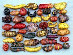The project hopes to protect more than 4,000 varieties