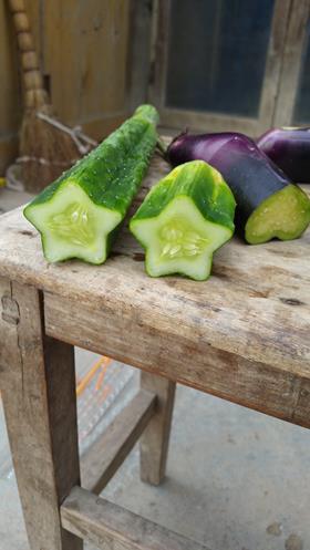 Star cucumber