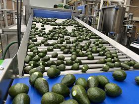 Apeel line West Pak Avocado Michoacán packhouse