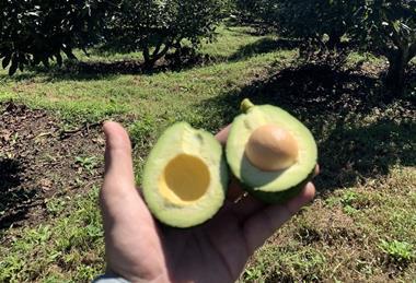 Guatemalan avos