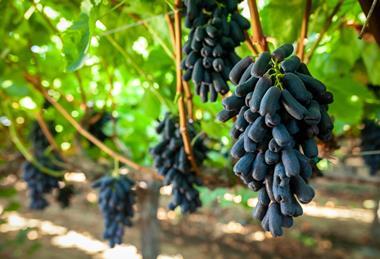 Bloom Fresh Sweet Sapphire grapes hanging on vine