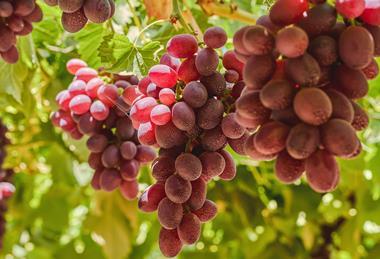 EG Pico red grapes