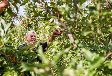 IT Vog Gala apple harvest credit Armin Huber