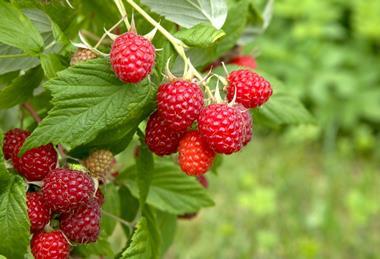 Raspberries