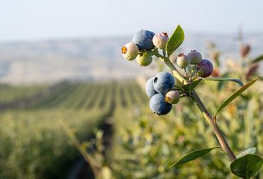 Hortifrut blueberries