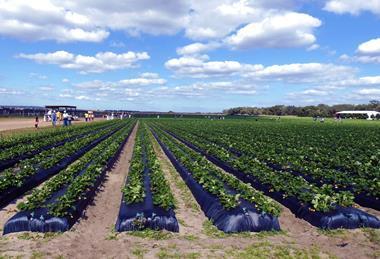 Florida strawberry production Adobe Stock