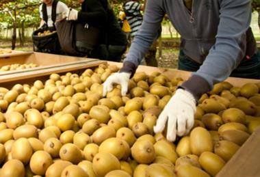 NZKGI New Zealand Kiwifruit orchard picking labour