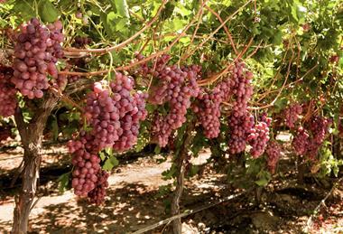 Red seedless table grapes California US Adobe Stock