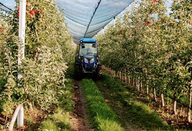Commercial apple production in Poland under netting tractor