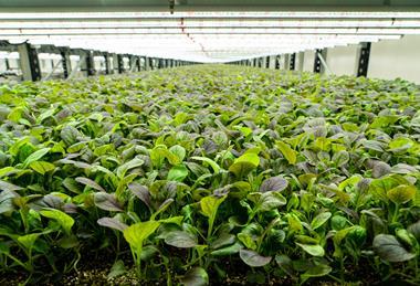 Fischer Farms is donating surplus produce to charity