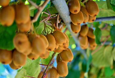New Zealand kiwifruit Adobe Stock