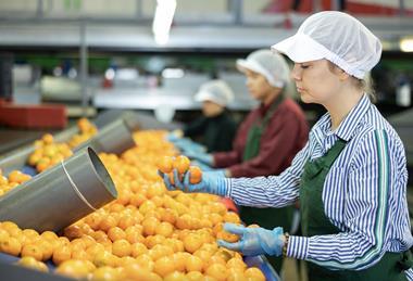 Inspecting and sorting soft citrus on packing line Adobe Stock