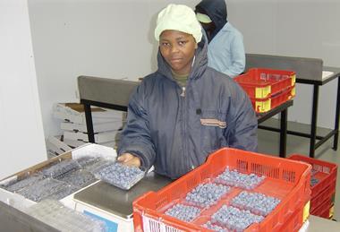 South African blueberries weighing packing checking