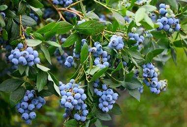The Summer Berry Company said it experienced one of the most consistent harvest in years