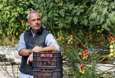Rijk Zwaan ToBRFV general pic tomatoes