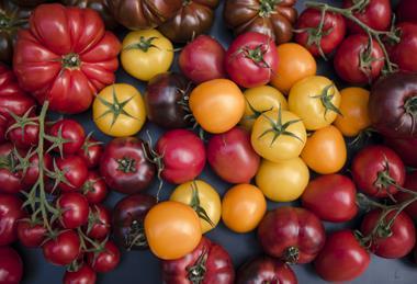 GEN tomatoes global-tomato-congress_532