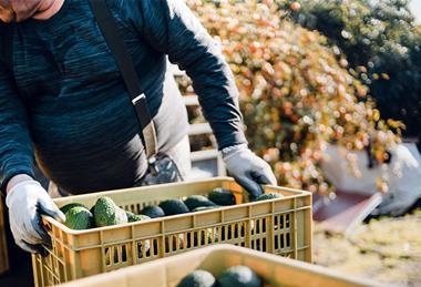 KE Maersk Kenyan avocados