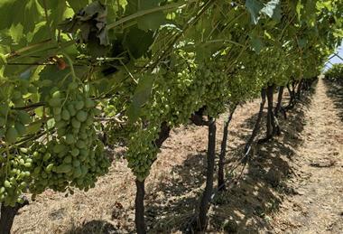 Eosta organic South African grapes