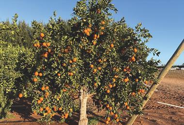 The Citrus plant protection guide 2025/26 provides up-to-date information for growers