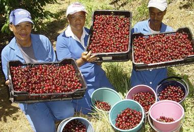Cherry harvesting Dutoit Ceres South Africa