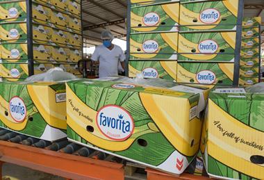 Ecuadorean bananas