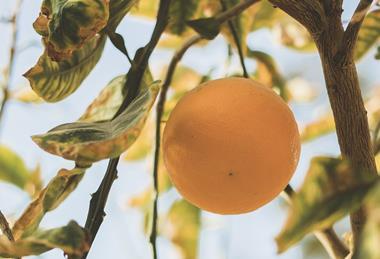 Egyptian citrus