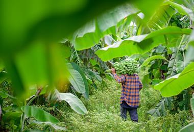 Banana plantation in Vietnam